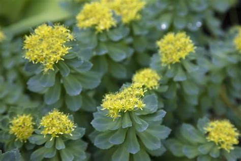 Alaska rhodiola - Rhodiola rosea. (Photo: Botanischer Garten TU Darmstat/Flickr) Al Poindexter’s front yard in the south-central plain of Alaska has been taken over by a spread of more than 2,000 cell trays, each ...